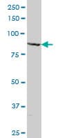 Monoclonal Mouse anti-Human MAGED1 / NRAGE Antibody (clone 1E1, WB)