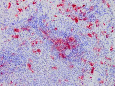 ITGAE / CD103 Antibody (clone OX-62)