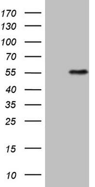 Monoclonal Mouse anti-Human MSTN / GDF8 / Myostatin Antibody (clone OTI6A7, aa24-266, WB)