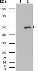 ER81 / ETV1 Antibody (clone 1C8B6)