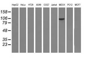 ALDH1L1 Antibody (clone OTI4D5)