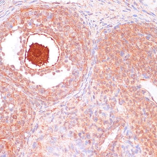 CDC20 Antibody