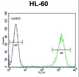 IHC-plus™ Polyclonal Rabbit anti-Human LFNG / Lunatic Fringe Antibody (aa86-114, IHC, WB)