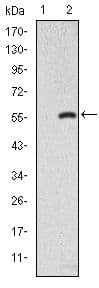 SMAD2 Antibody (clone 5G7)