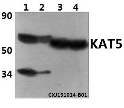 KAT5 / TIP60 Antibody (aa54-99)