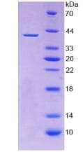 Human WNT2 / IRP Protein (Recombinant His-T7)