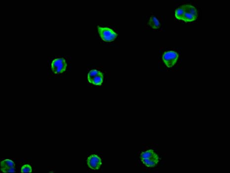 MCL1 / MCL 1 Antibody