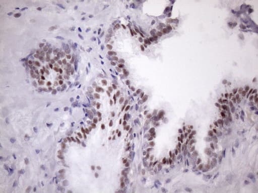 SRSF9 / SFRS9 Antibody (clone OTI5G7, Carrier-free)