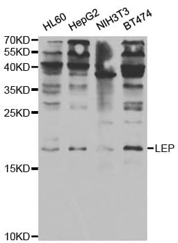 Leptin Antibody