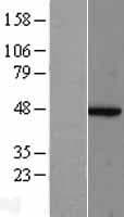 Human ACTR2 / ARP2 Protein (Over-Expression Lysate Myc-DDK (Flag))