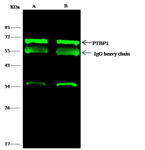 PTBP1 Antibody (Preservative Free)