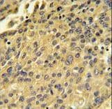 CTSH / Cathepsin H Antibody (aa25-54)
