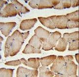 Polyclonal Rabbit anti-Human TMEM150A Antibody (aa81-108, IHC, WB)