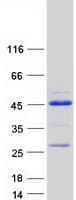 Human ZNF524 Protein (Recombinant Myc-DDK (Flag))