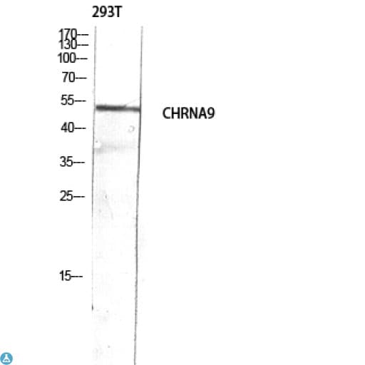CHRNA9 Antibody