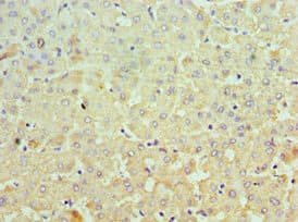 MCM3 Antibody (aa1-295)