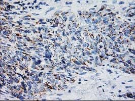 Monoclonal Mouse anti-Human XPNPEP3 Antibody (clone OTI4B8, IHC, IF, WB)