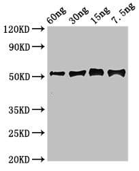 GGH / Gamma-Glutamyl Hydrolase Antibody