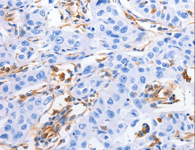 MFN1 Antibody