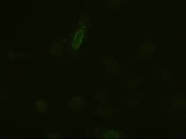 Monoclonal Mouse anti-Human IL6 / Interleukin 6 Antibody (clone OTI3H6, IF, WB)