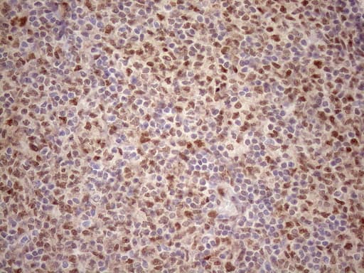 TCEAL1 Antibody (clone OTI2G10)