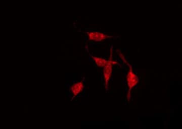 Polyclonal Rabbit anti-Human GPR68 / OGR1 Antibody (IF, WB)