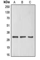 Polyclonal Rabbit anti-Human ELF5 Antibody (C-Terminus, IF, WB)