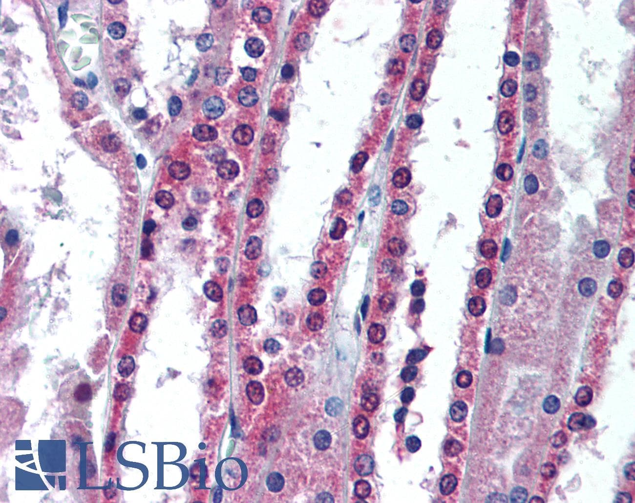 IHC-plus™ APIP Antibody