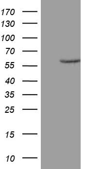 ZNF213 Antibody (aa1-292, clone OTI1A12)