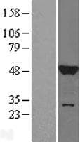 MAPK8 / JNK1 Protein (Over-Expression Lysate Myc-DDK (Flag))