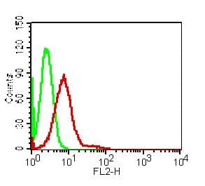 AKT1 Antibody