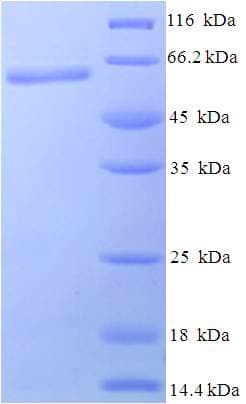 Bacillus subtilis BglII Protein (Recombinant His-SUMO)