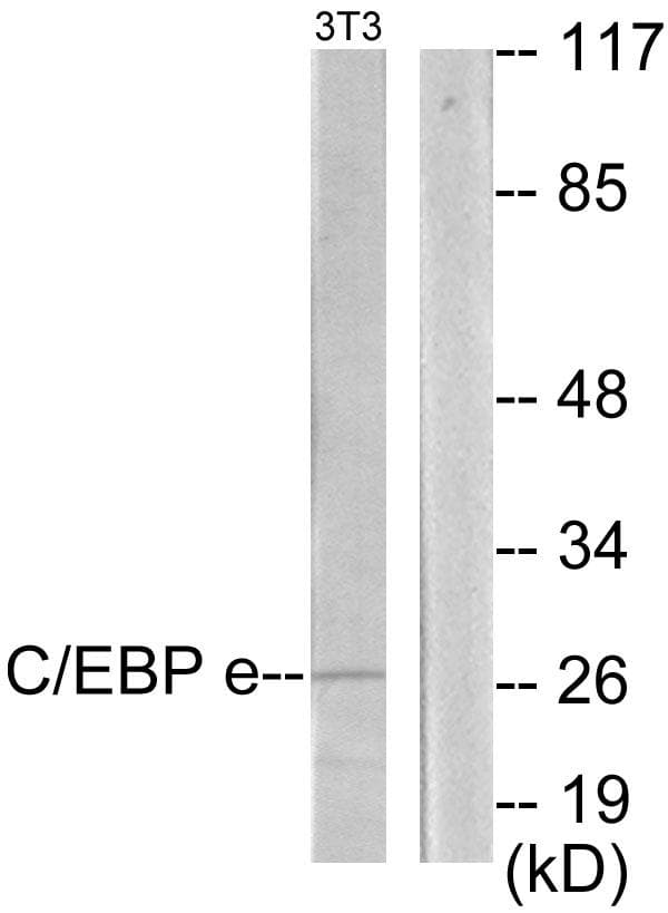 C/EBP Epsilon / CEBPE Antibody