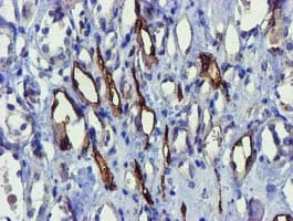 FAM84B Antibody (clone OTI1D12)