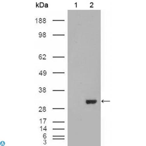CA1 / Carbonic Anhydrase I Antibody