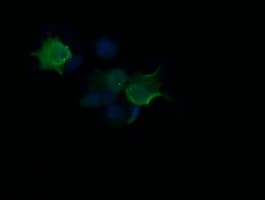 HRAS / H-Ras Antibody (clone OTI1G8, Carrier-free)