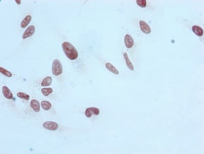 HIST1H3A Antibody