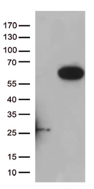 Monoclonal Mouse anti-Human RASSF9 / P-CIP1 Antibody (clone OTI5E5, Carrier-free, aa1-232, WB)