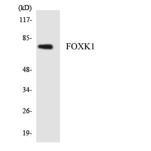 Polyclonal Rabbit anti-Human FOXK1 / MNF Antibody (aa649-698, WB)