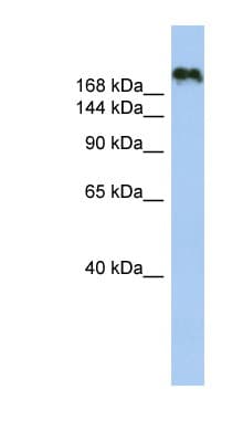 CNTNAP4 / CASPR4 Antibody (aa251-300)