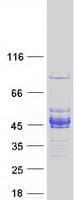 Human FAM84B Protein (Recombinant Myc-DDK (Flag))