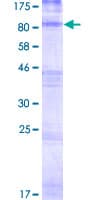 Human HHATL Protein (Recombinant GST)