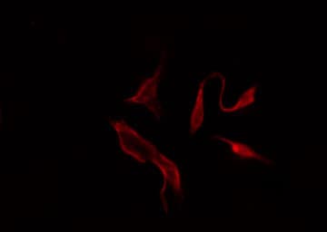 PAR6B / PARD6B Antibody