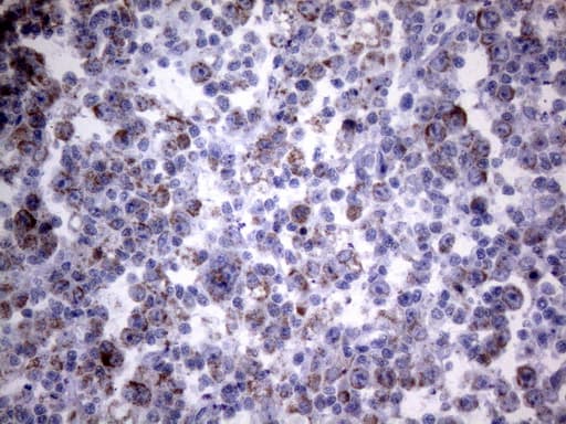 PPIF / Cyclophilin F Antibody (clone OTI6E7)