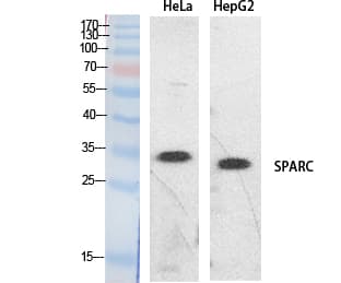 Osteonectin / SPARC Antibody