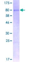 Human USP3 / UBP Protein (Recombinant GST)