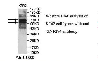 ZNF274 Antibody (aa278-484)