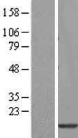 HIST3H2A Protein (Over-Expression Lysate Myc-DDK (Flag))