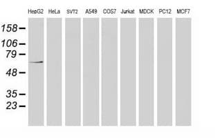 MGRN1 Antibody (clone OTI3A1)