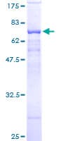 Human PSG9 Protein (Recombinant GST)